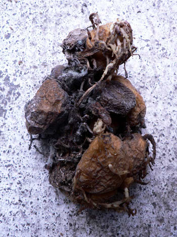 Pommes de terre déplatrées